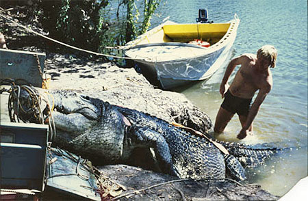 Buck Salau assisting Sweetheart the crocodile on the back of a trailer after being captured in the Sweet's Billabong, Finniss River, 1979.